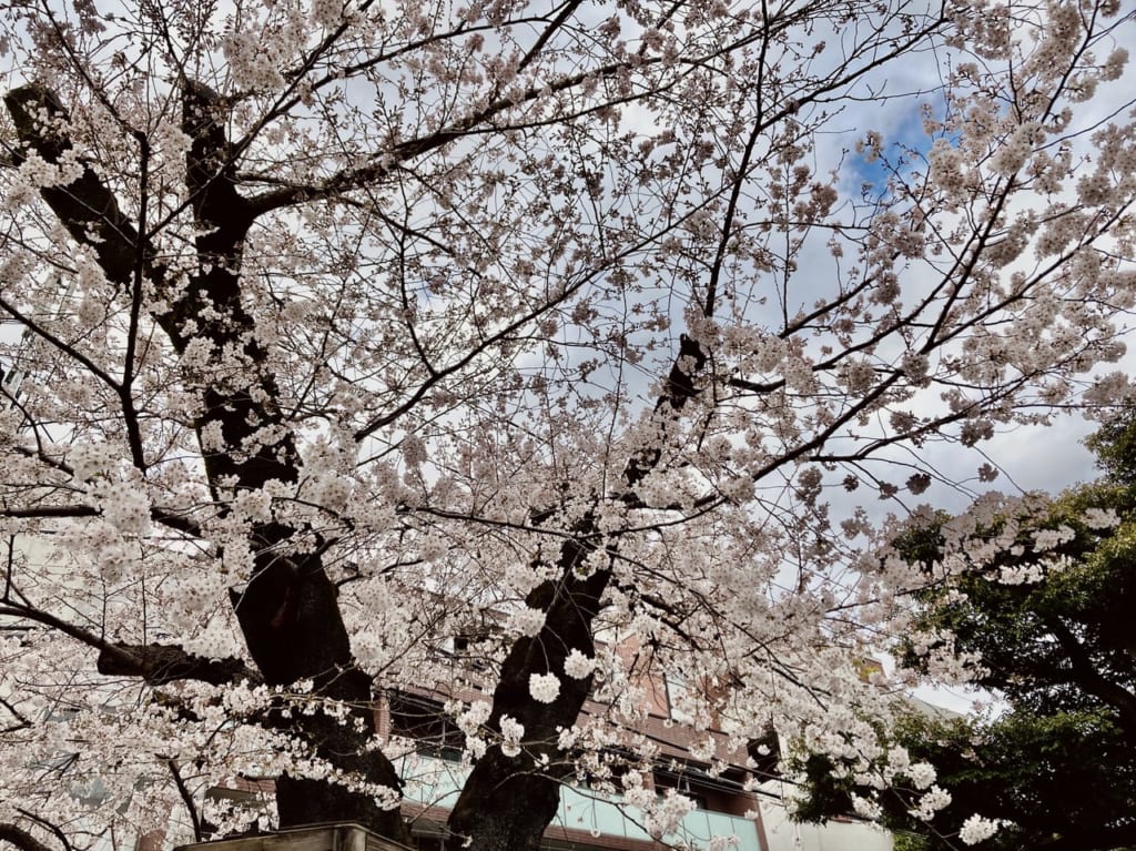桜