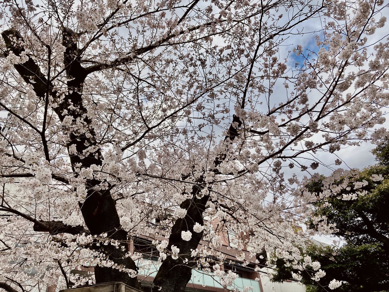 桜