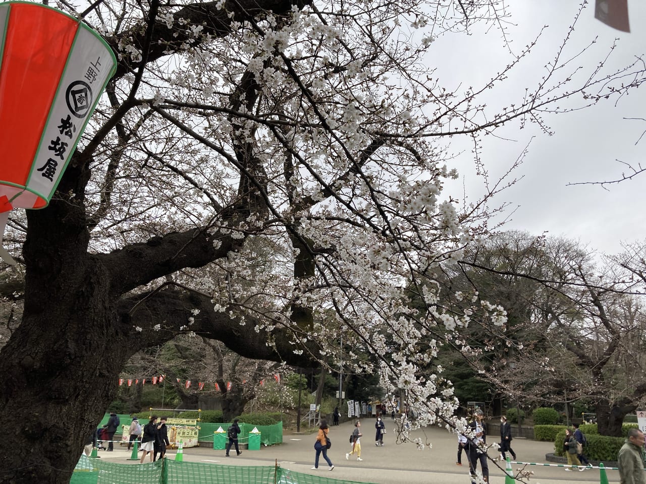 台東区】2023年、上野公園の枝垂桜が満開になっています！名物、桜並木のソメイヨシノの満開時期は？ | 号外NET 台東区