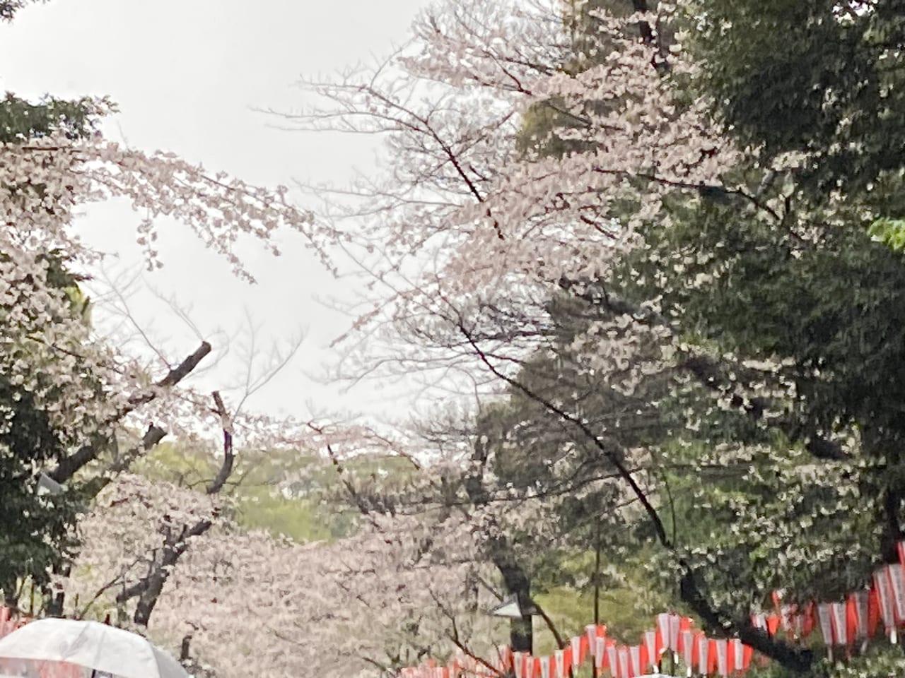 台東区】雨にも負けず？上野公園の桜並木、3月28日まで見頃かも！ | 号外NET 台東区