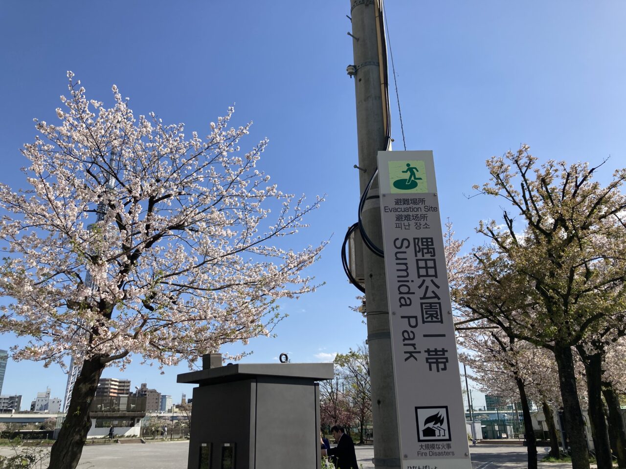 2025年4月隅田公園一帯