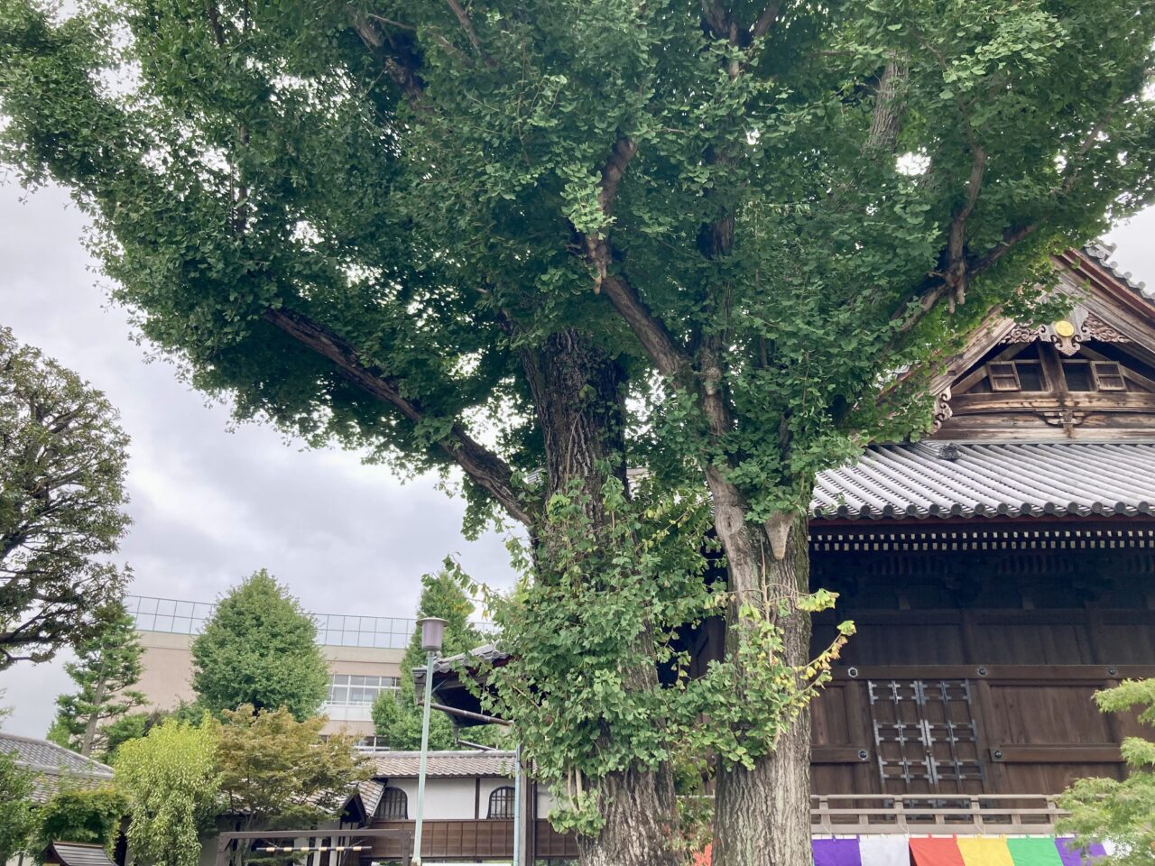 251017寛永寺4