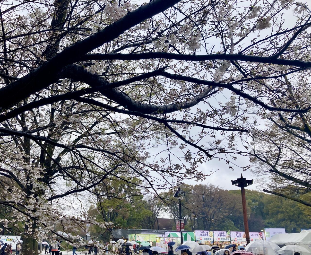 260327うえの桜フェスタ8