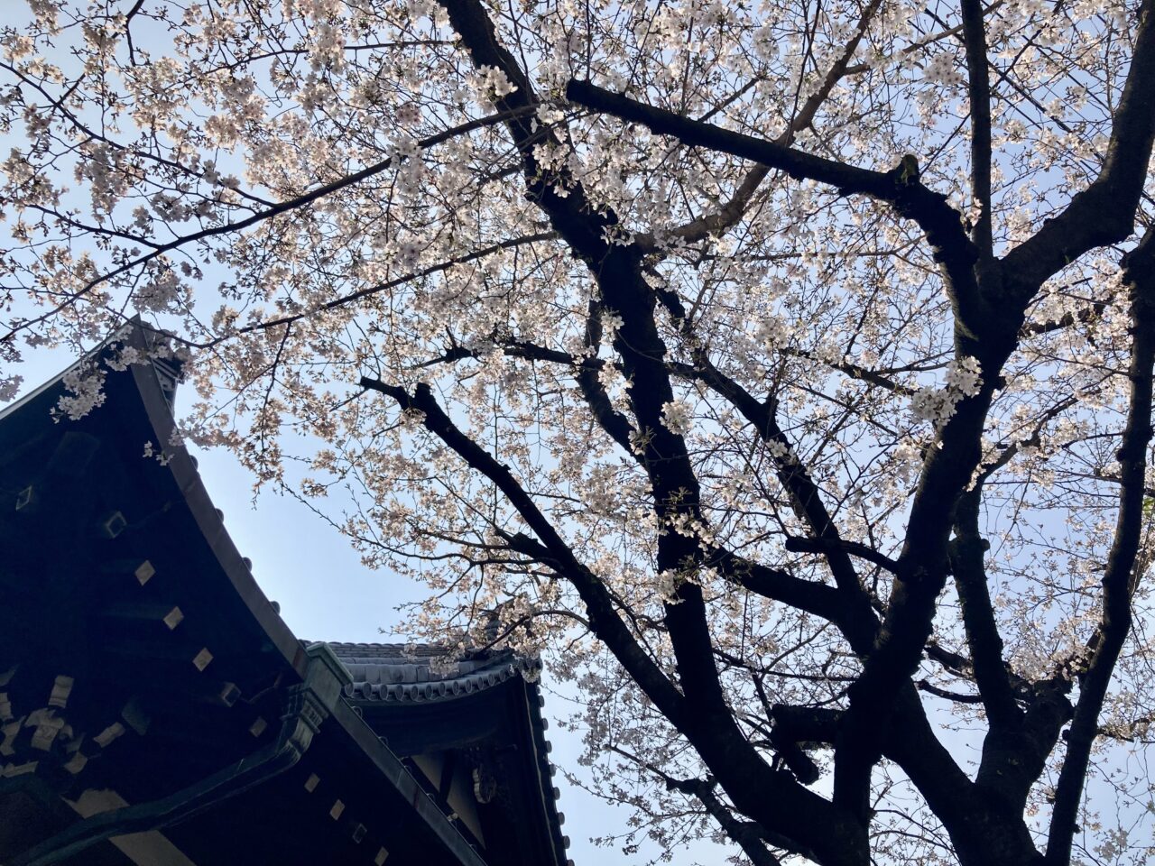 260329桜8