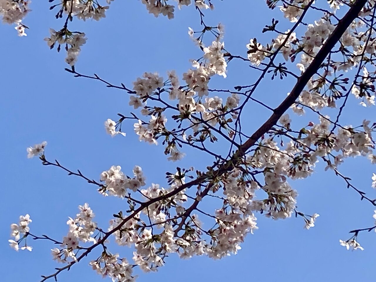 260329桜1