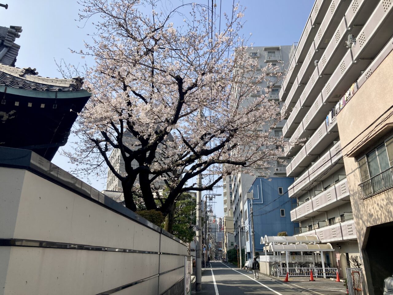 260329桜9