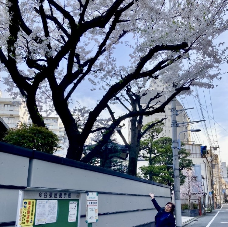 260329桜2