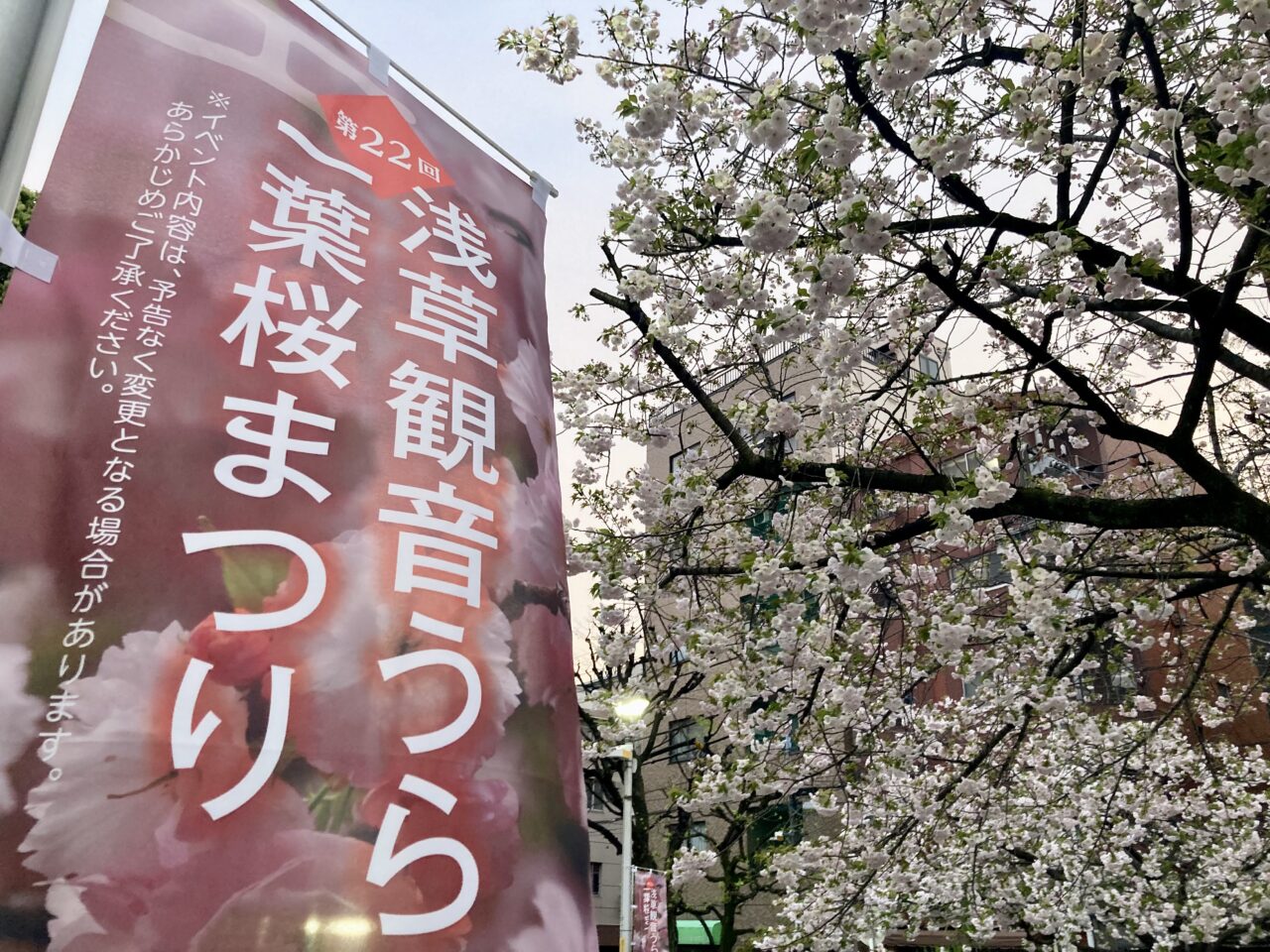 260407一葉桜1