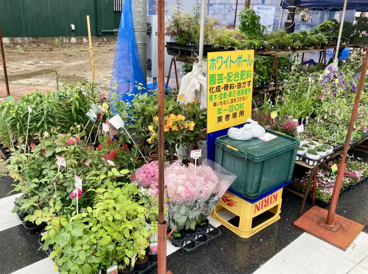 260529植木市3