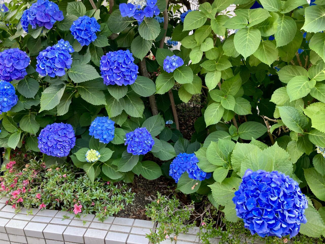 260604一葉桜国際通り振興会3