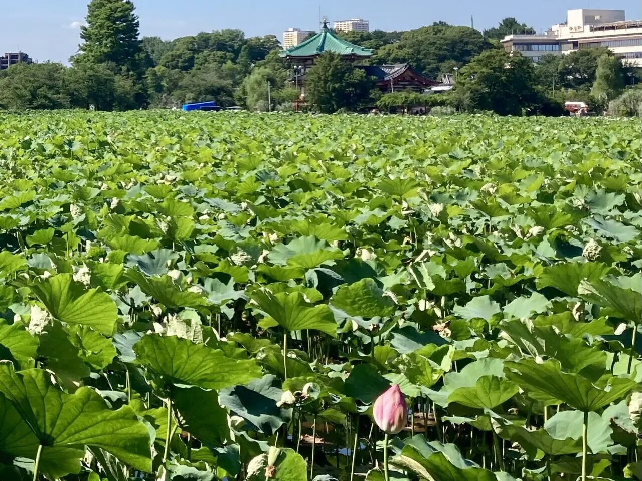 260710蓮8