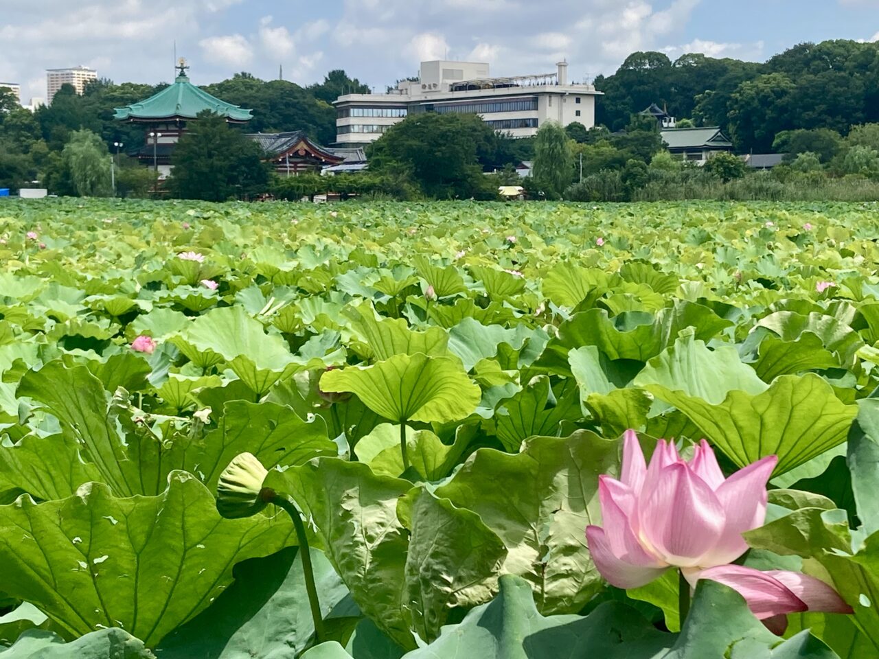 260810葛城5