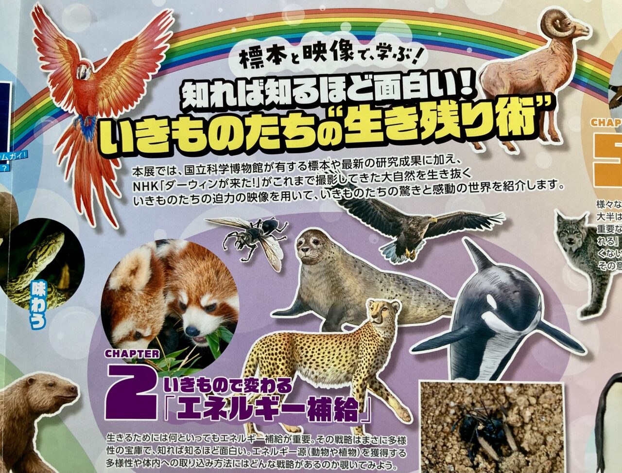 260930いきもの5